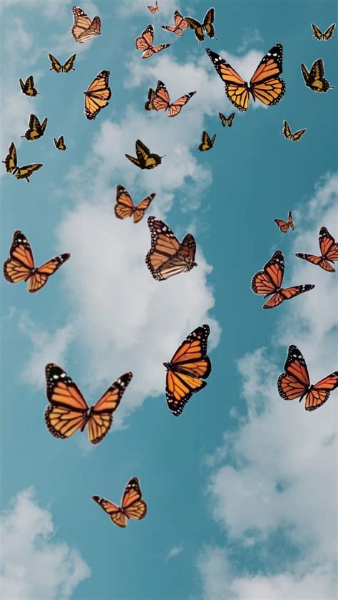 beautiful butterfly wallpaper|aesthetic butterfly wallpaper.